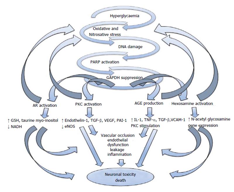 Summary of the mechanisms that relate hyperglycaemia to microvascular complications in patients with diabetes.

Dimitropoulos G, Tahrani AA, Stevens MJ. Cardiac autonomic neuropathy in patients with diabetes mellitus. World J Diabetes 2014; 5(1): 17-39 [PMID: 24567799 DOI: 10.4239/wjd.v5.i1.17]